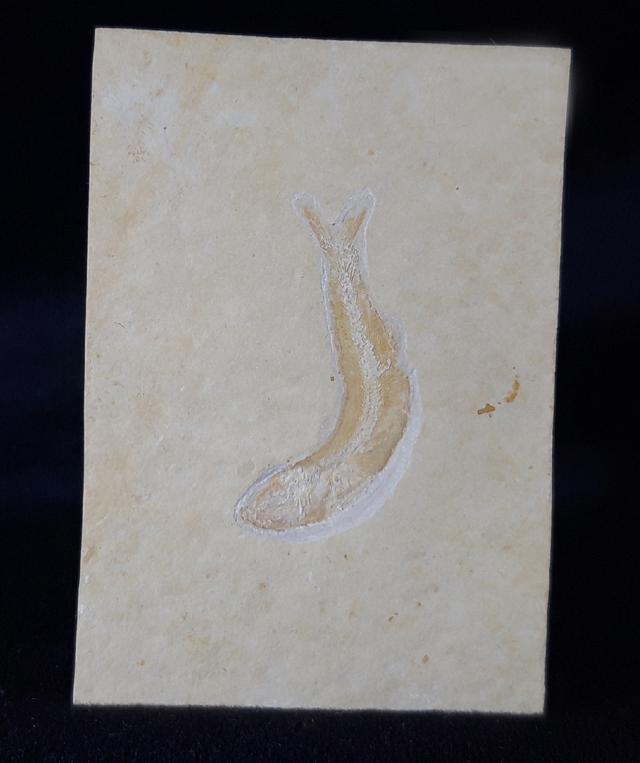 Leptolepides sprattiformis (BLAINVILLE 1818) - Bild &copy; FossNet FossilienStore
